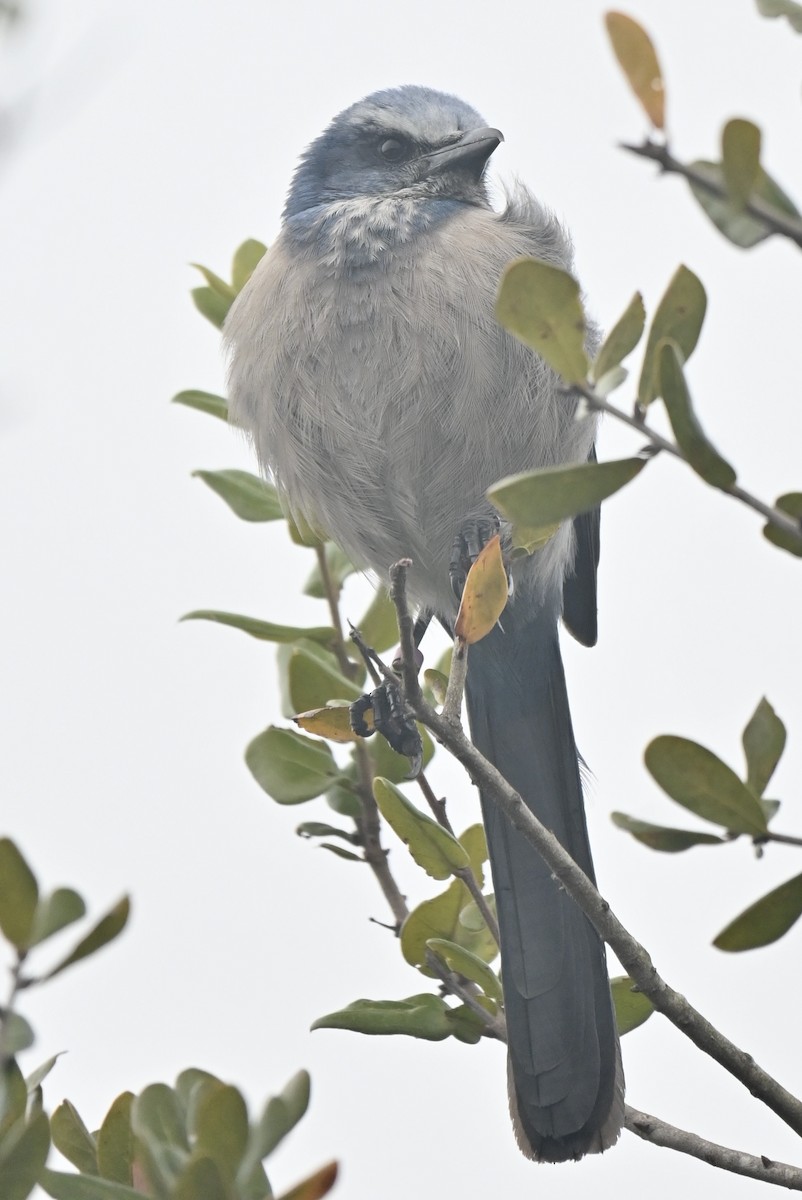 Florida Scrub-Jay - ML629582585