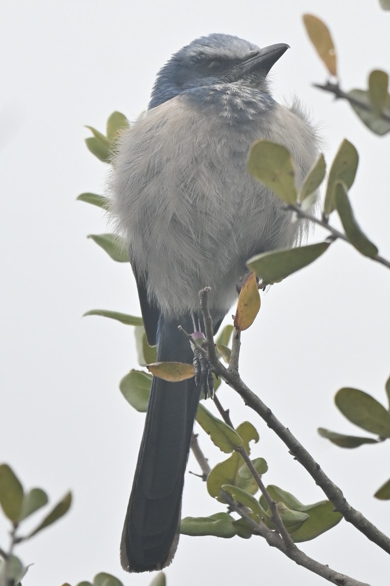 Florida Scrub-Jay - ML629582588