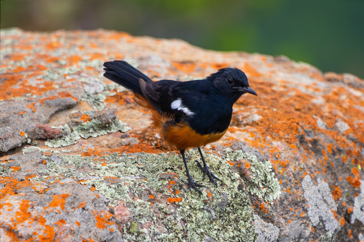 Mocking Cliff-Chat - ML629582603