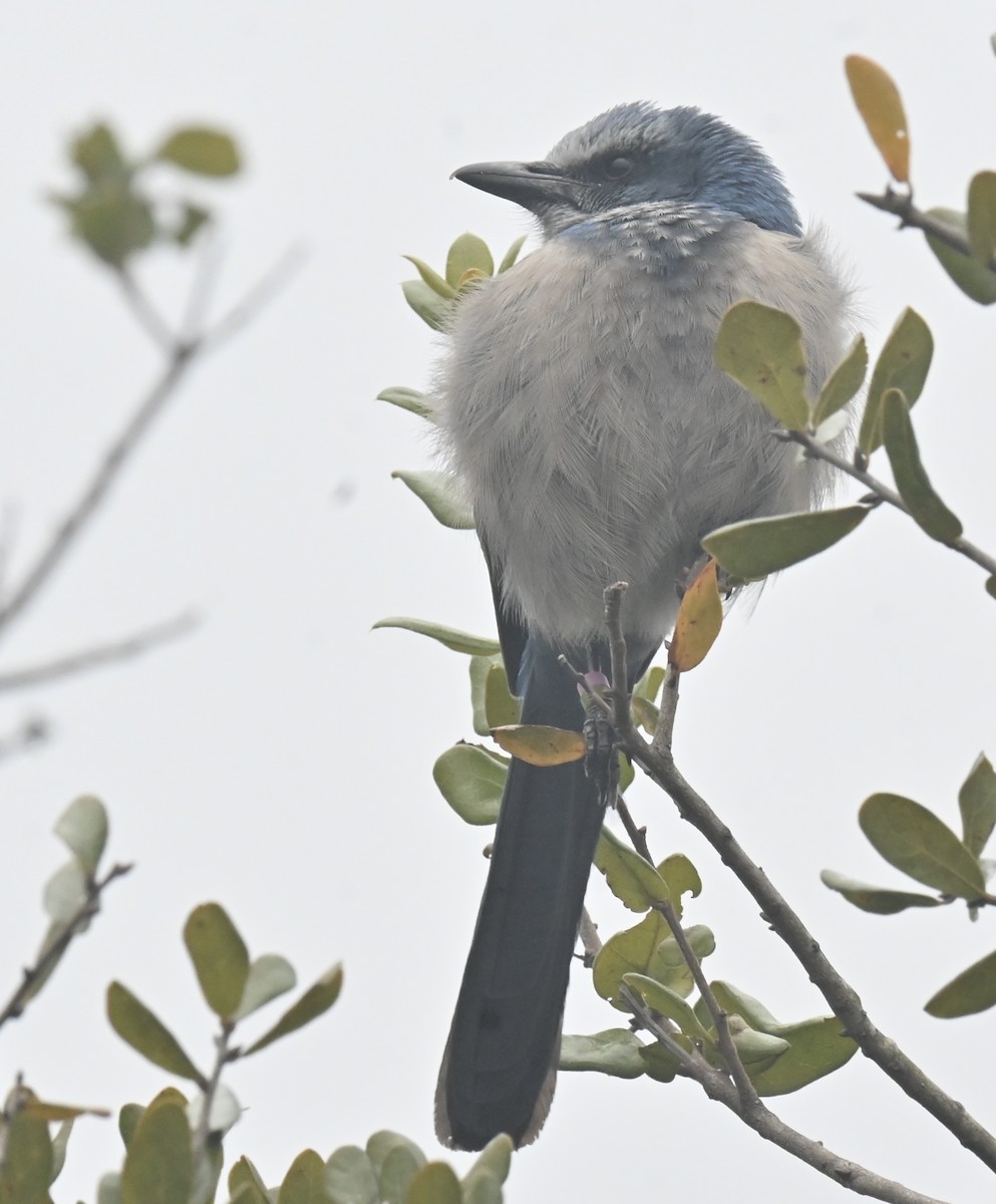 Florida Scrub-Jay - ML629582639