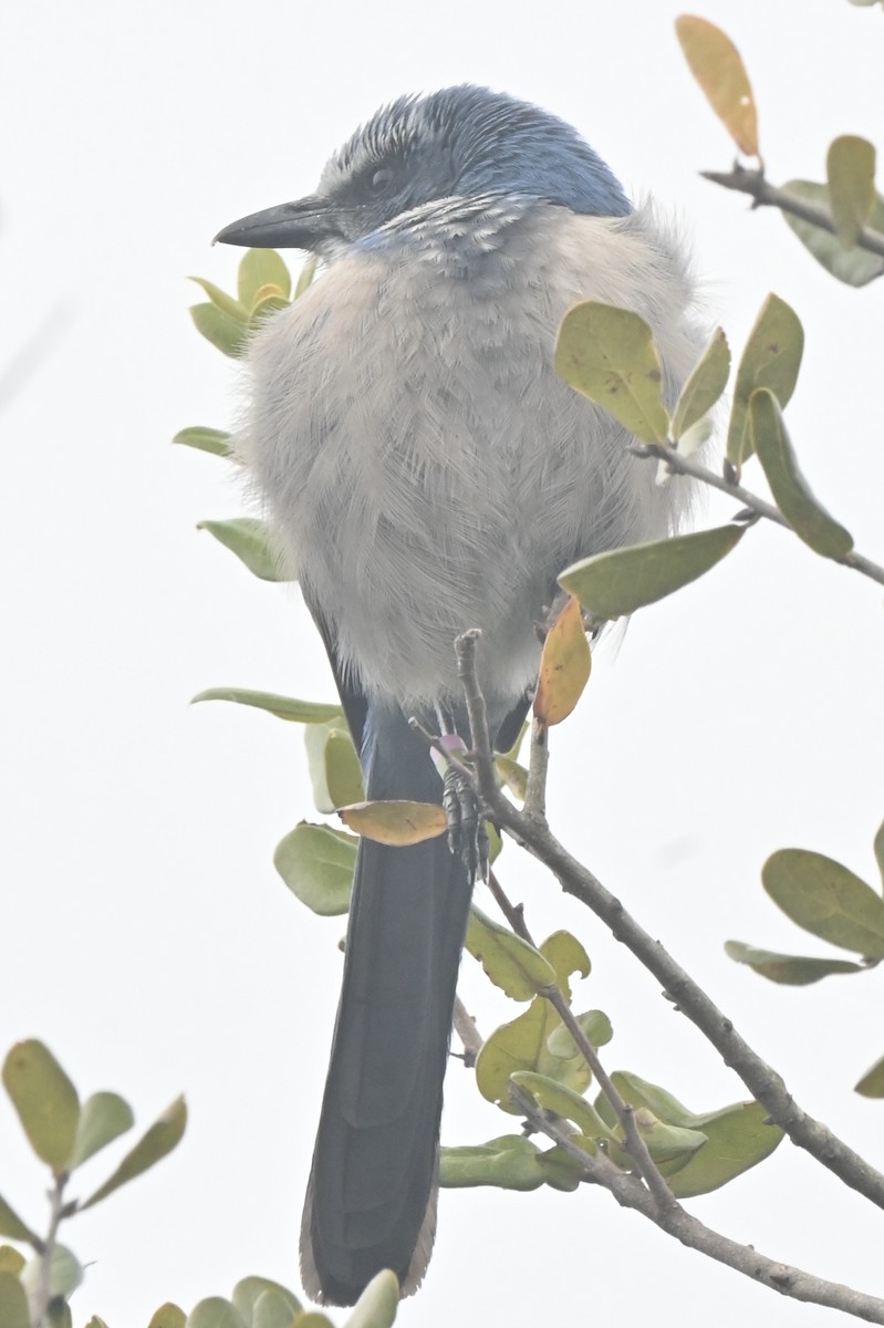 Florida Scrub-Jay - ML629582640