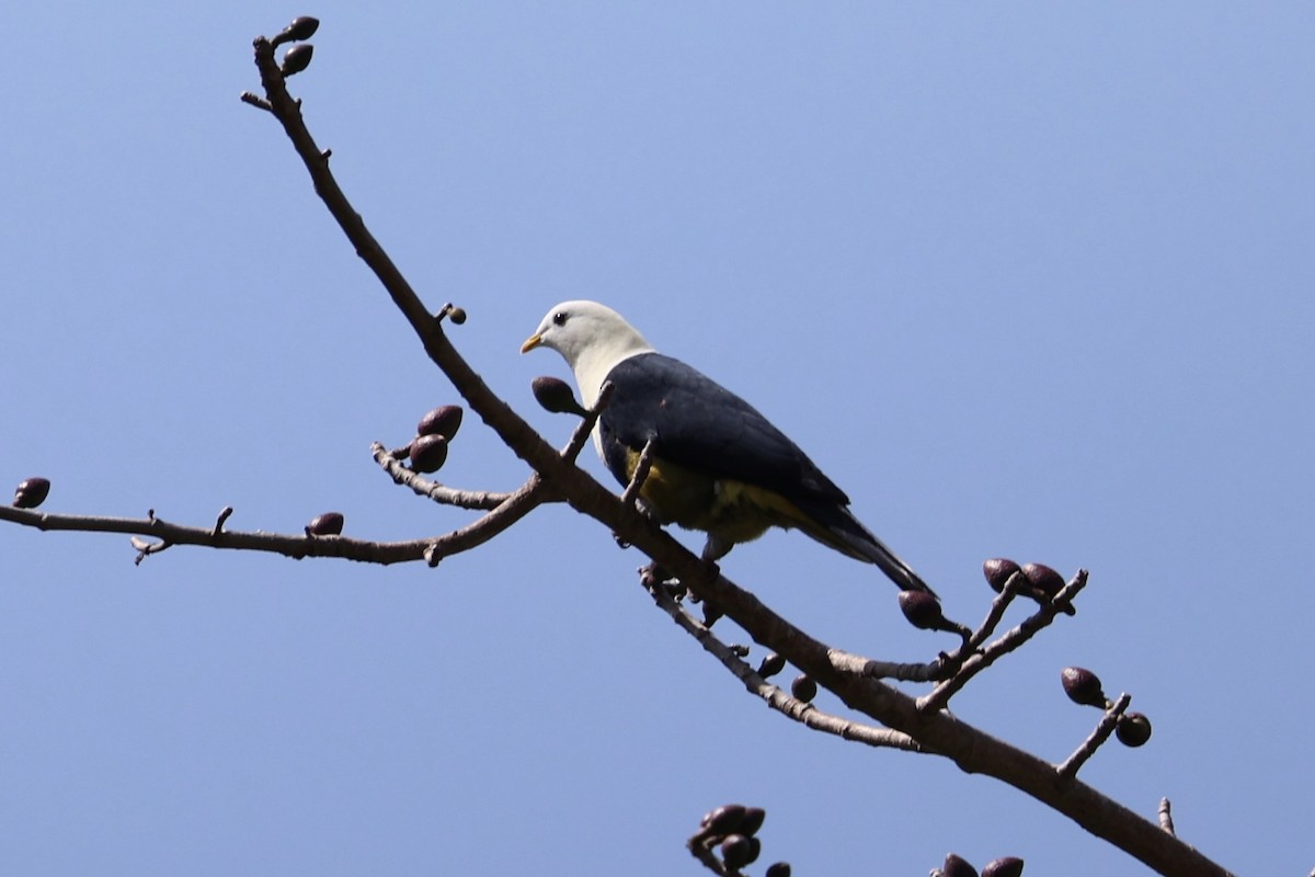 Black-backed Fruit-Dove - ML629582736
