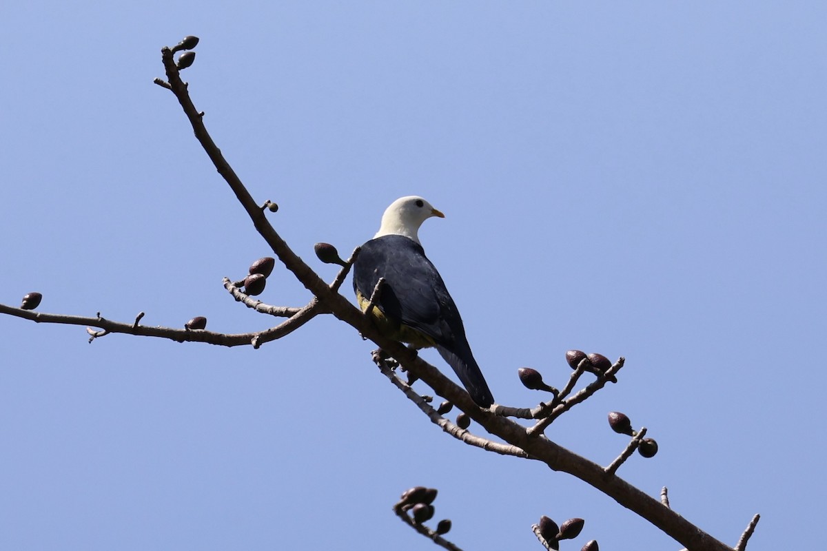Black-backed Fruit-Dove - ML629582737