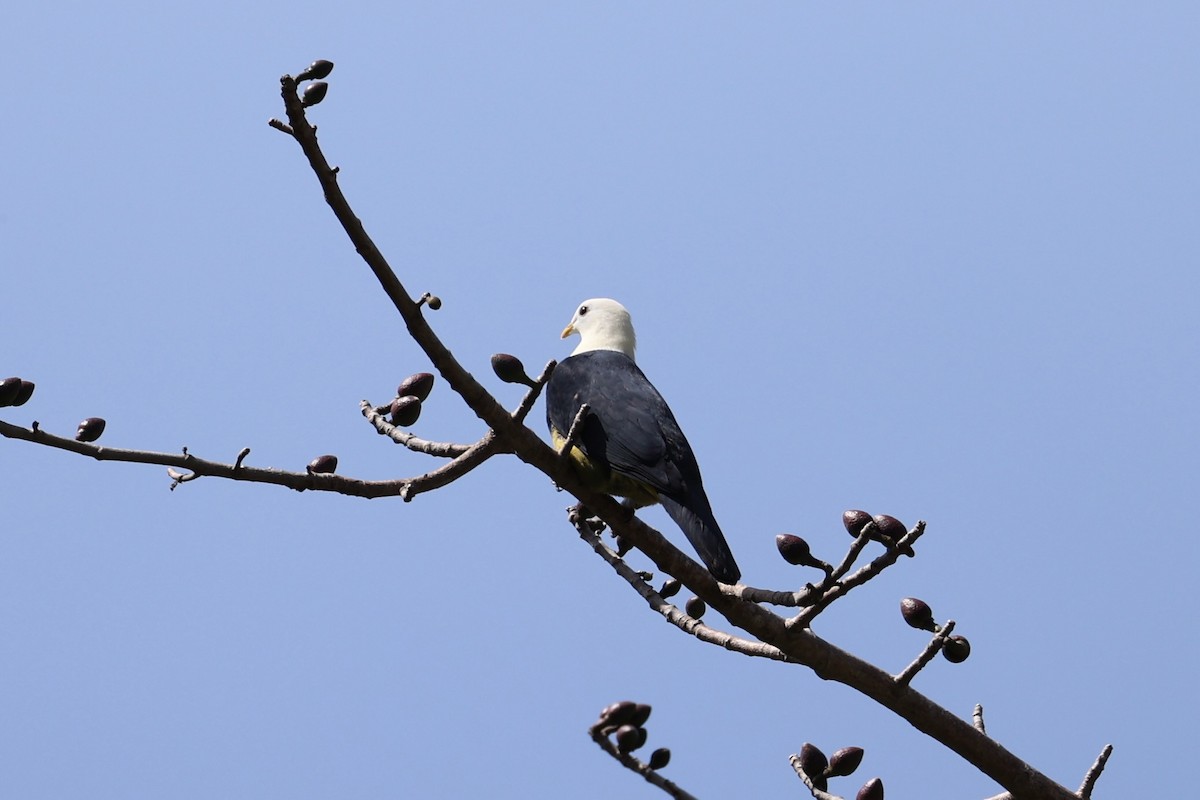 Black-backed Fruit-Dove - ML629582738