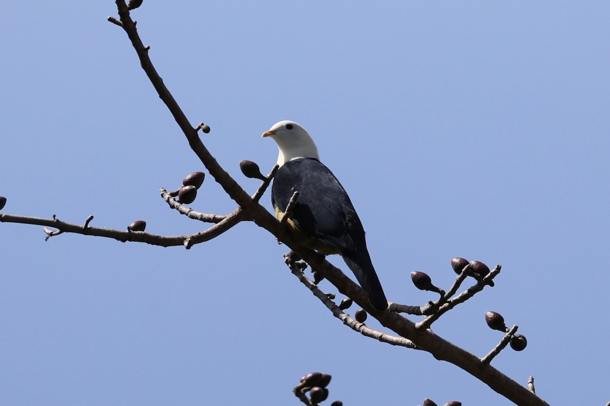 Black-backed Fruit-Dove - ML629582740