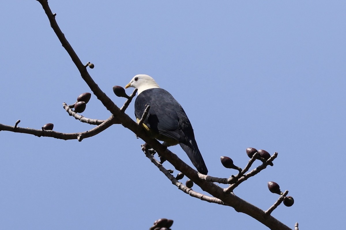 Black-backed Fruit-Dove - ML629582741