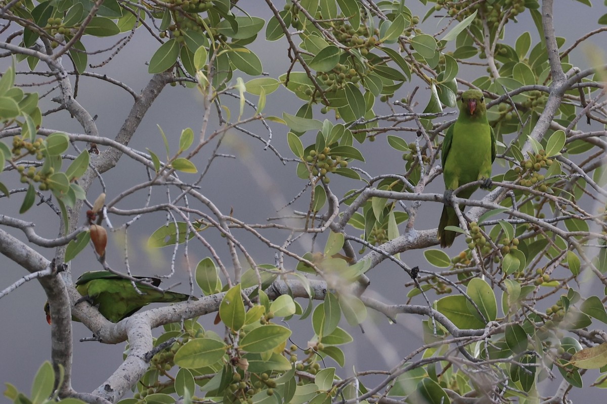 Olive-headed Lorikeet - ML629582944