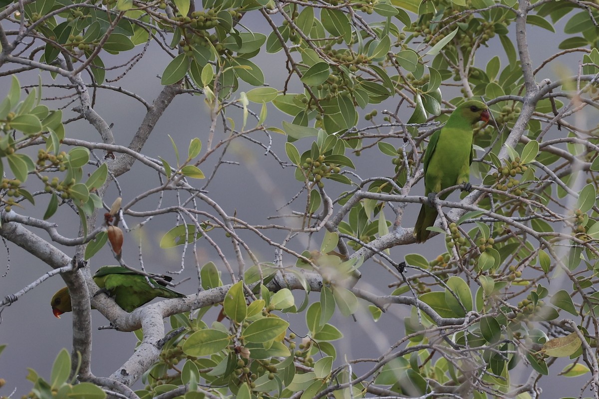 Olive-headed Lorikeet - ML629582945
