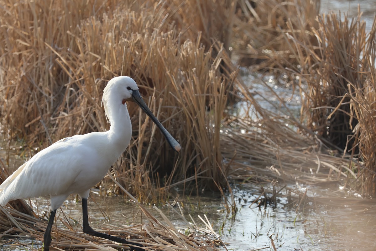 Eurasian Spoonbill - ML629583102
