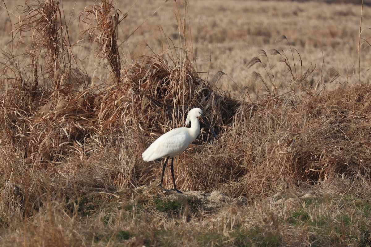 Eurasian Spoonbill - ML629583103