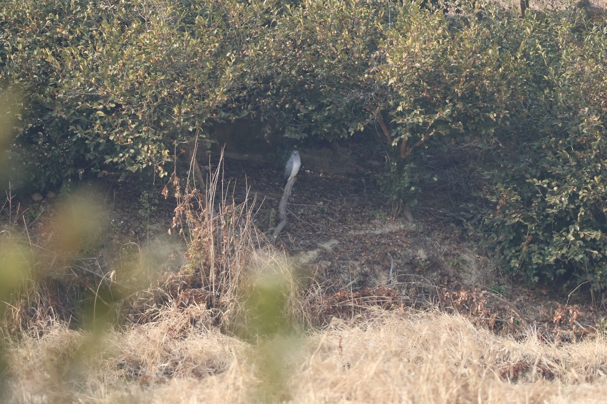 Hen Harrier - ML629583161