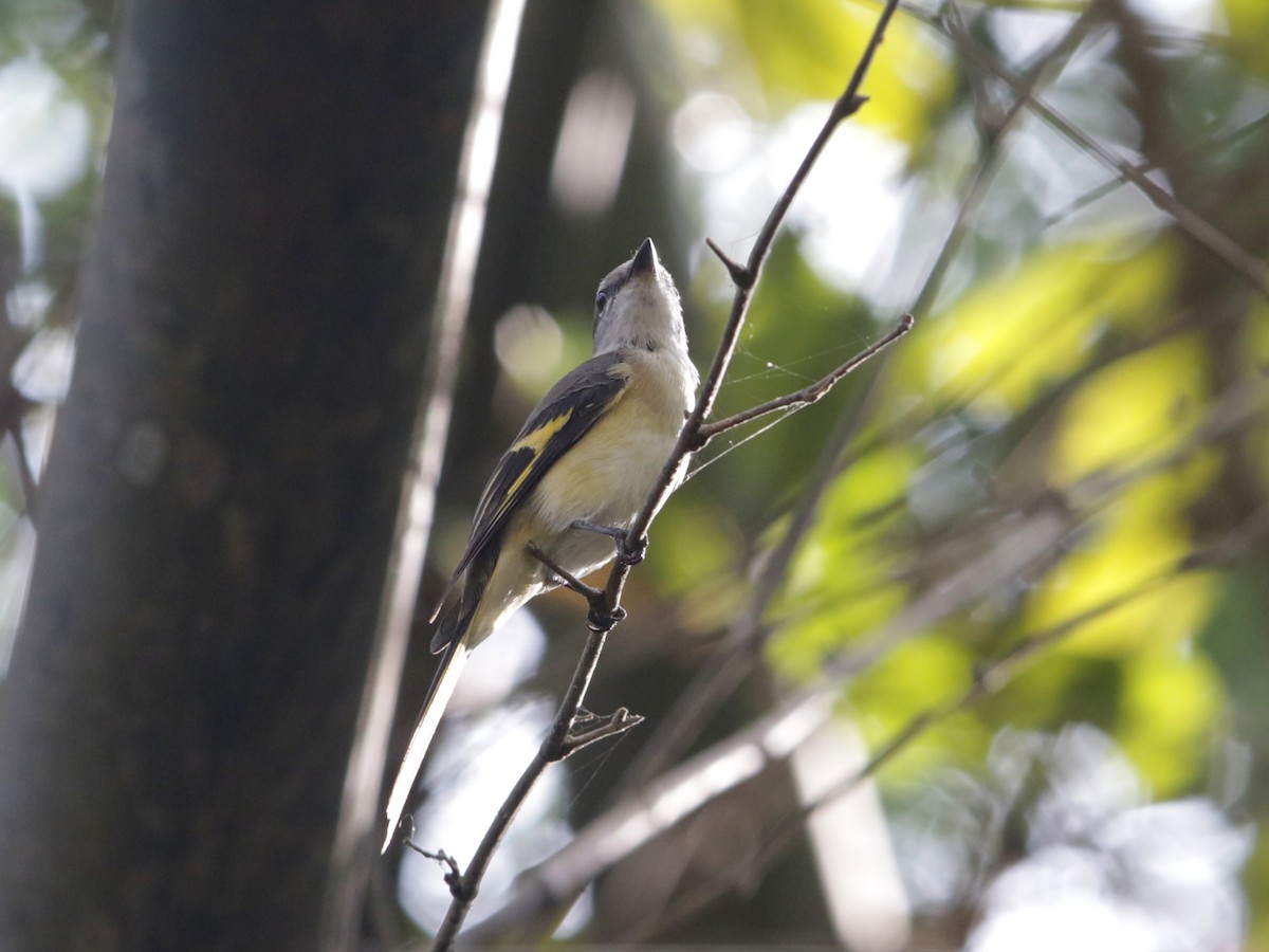 Rosy Minivet - ML629583175