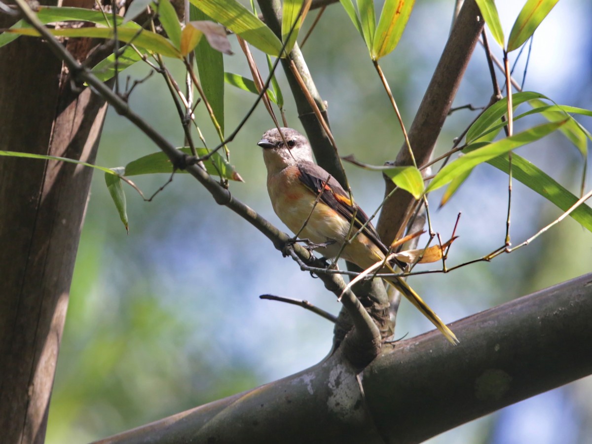Rosy Minivet - ML629583176