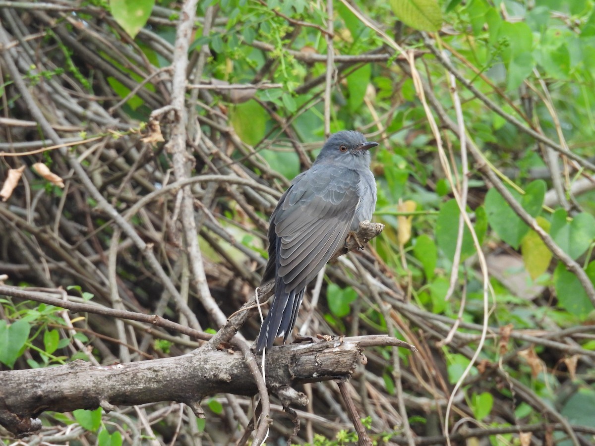Gray-bellied Cuckoo - ML629583194