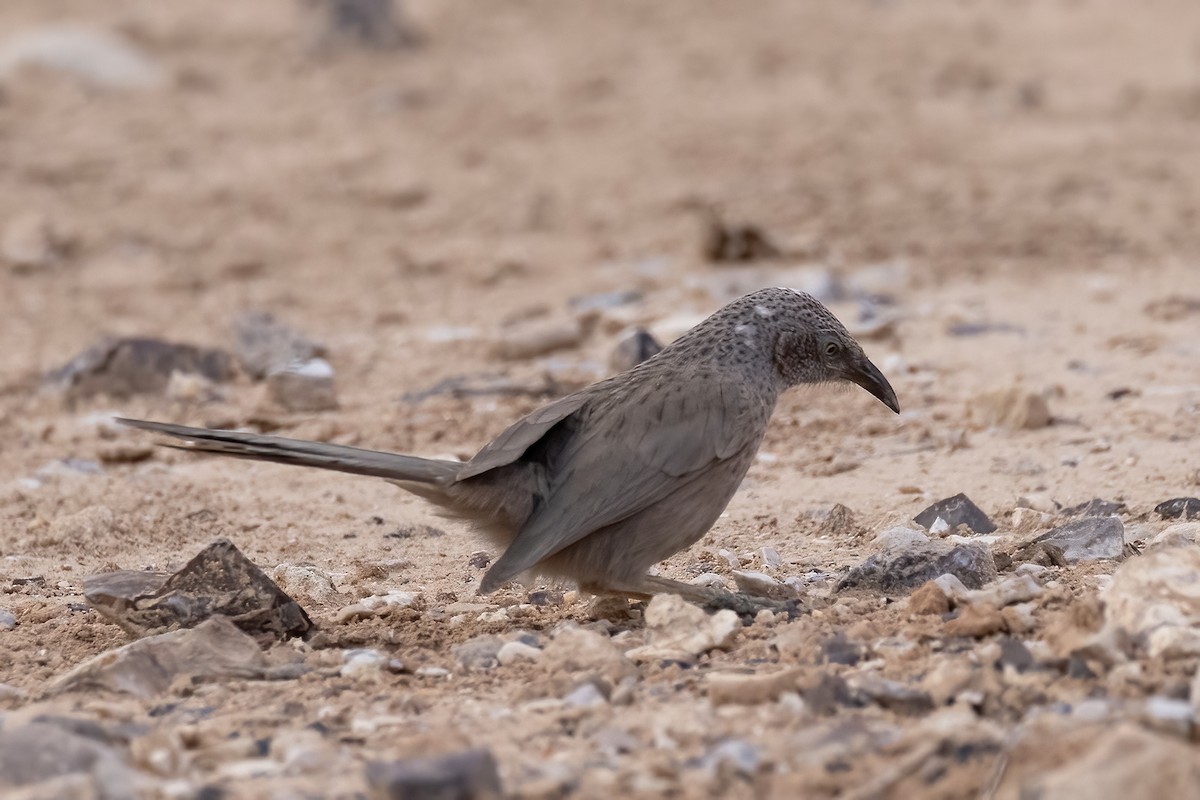 Arabian Babbler - ML629583291