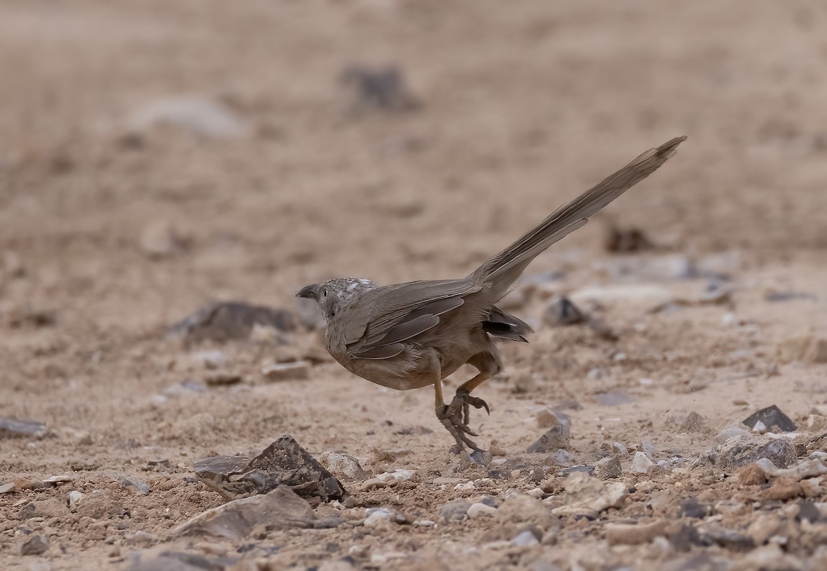Arabian Babbler - ML629583292