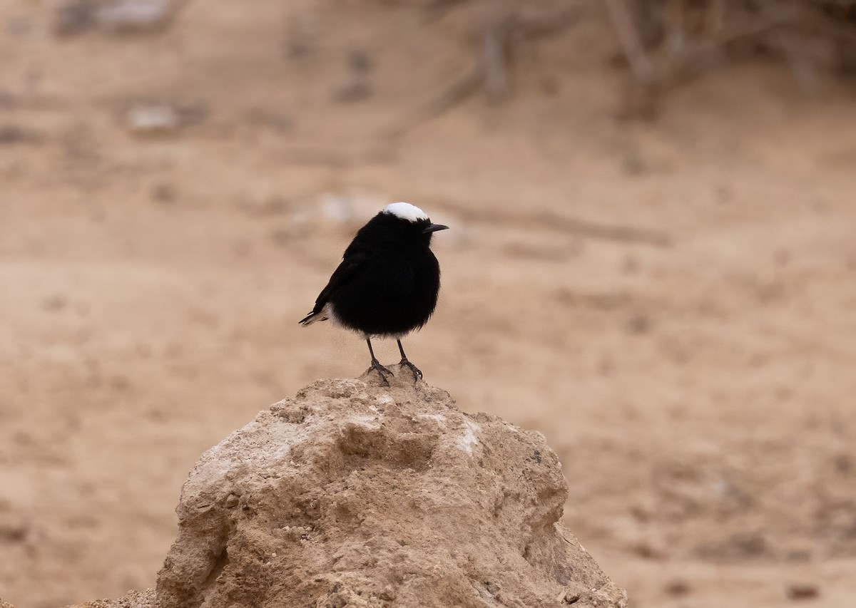 Monachella testabianca - ML629583294