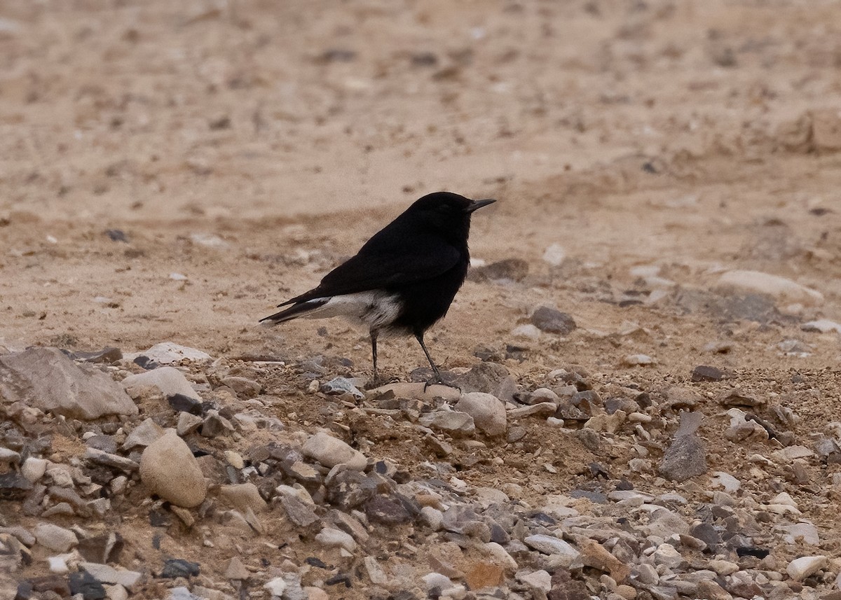 Monachella testabianca - ML629583295