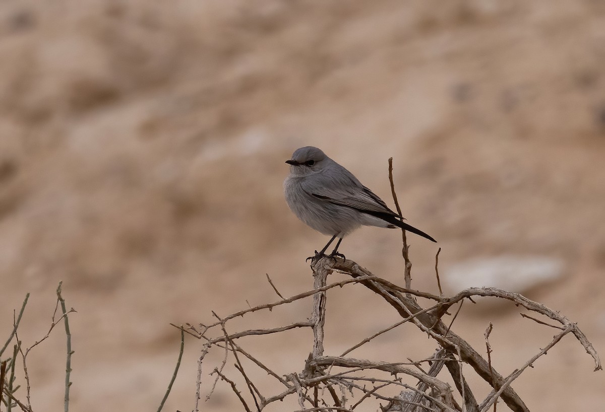 Blackstart - ML629583297