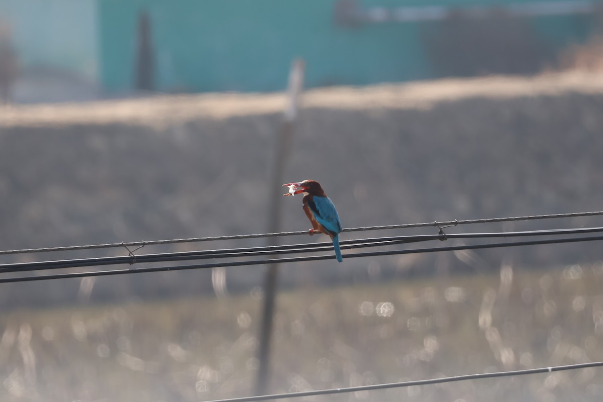 White-throated Kingfisher - ML629583298