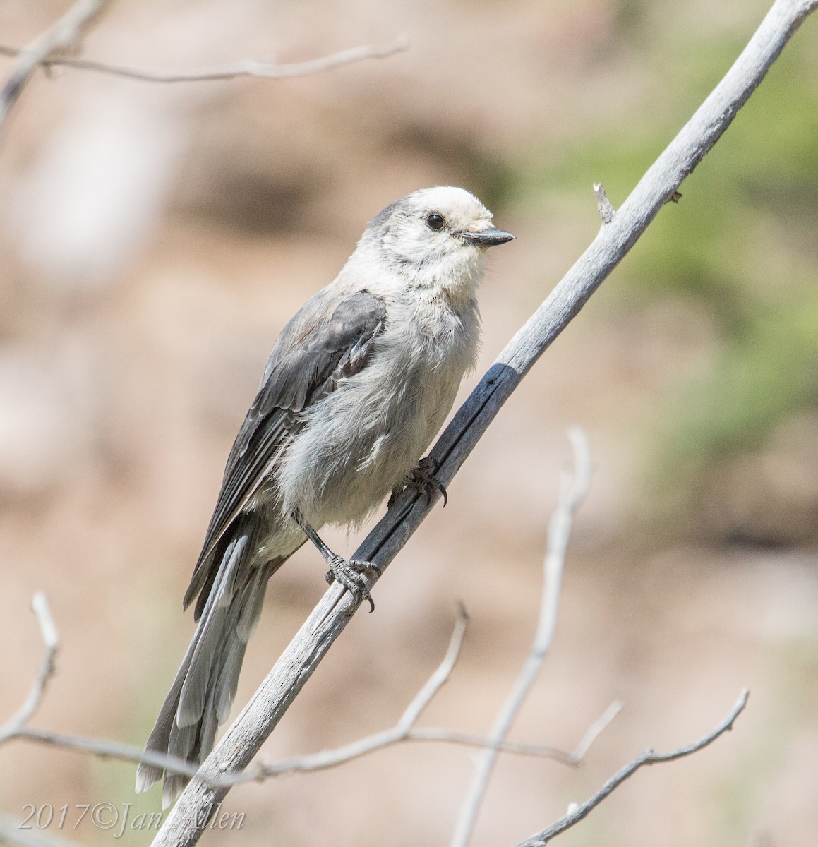 Canada Jay - ML62958331