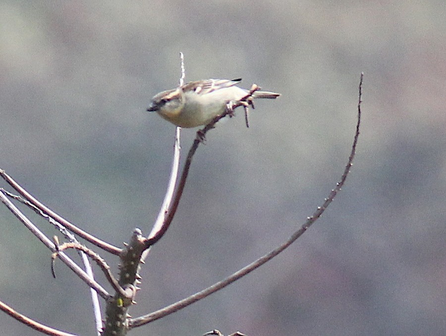 Russet Sparrow - ML629583452