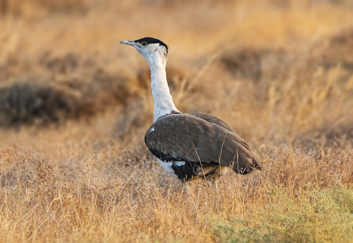 Great Indian Bustard - ML629583460