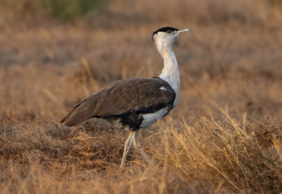 Great Indian Bustard - ML629583461