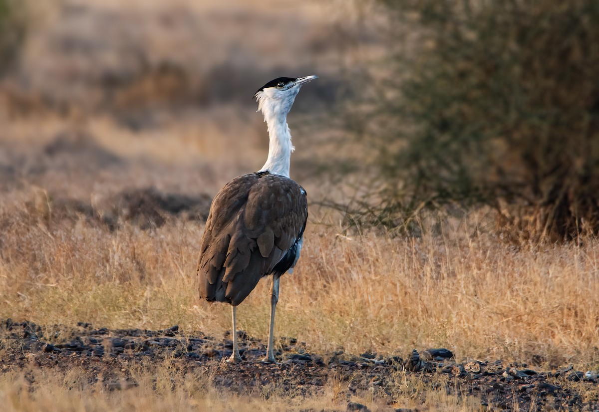 Great Indian Bustard - ML629583462