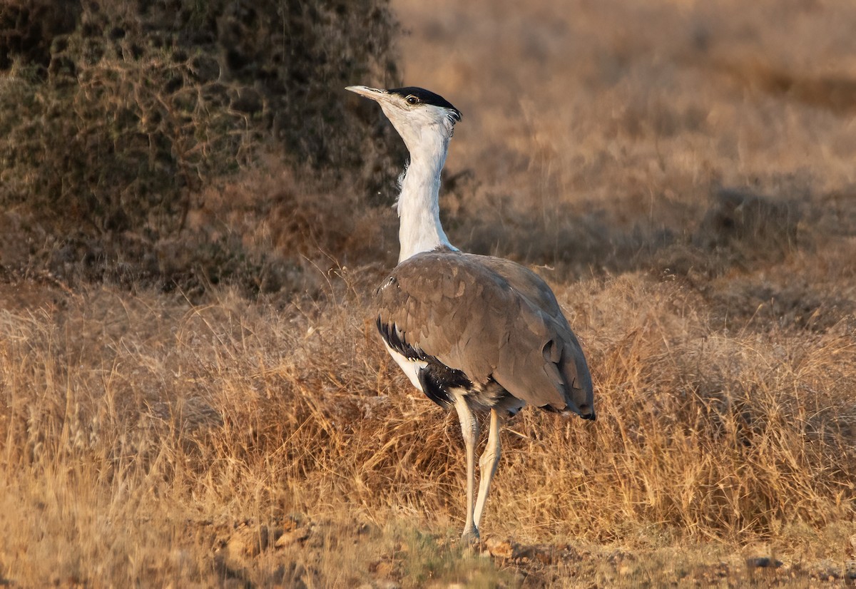 Great Indian Bustard - ML629583463