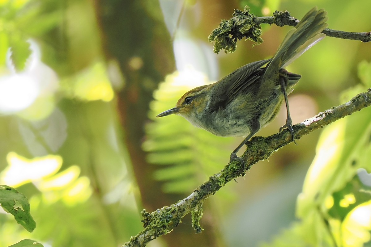 Fiji Bush Warbler - ML629583515