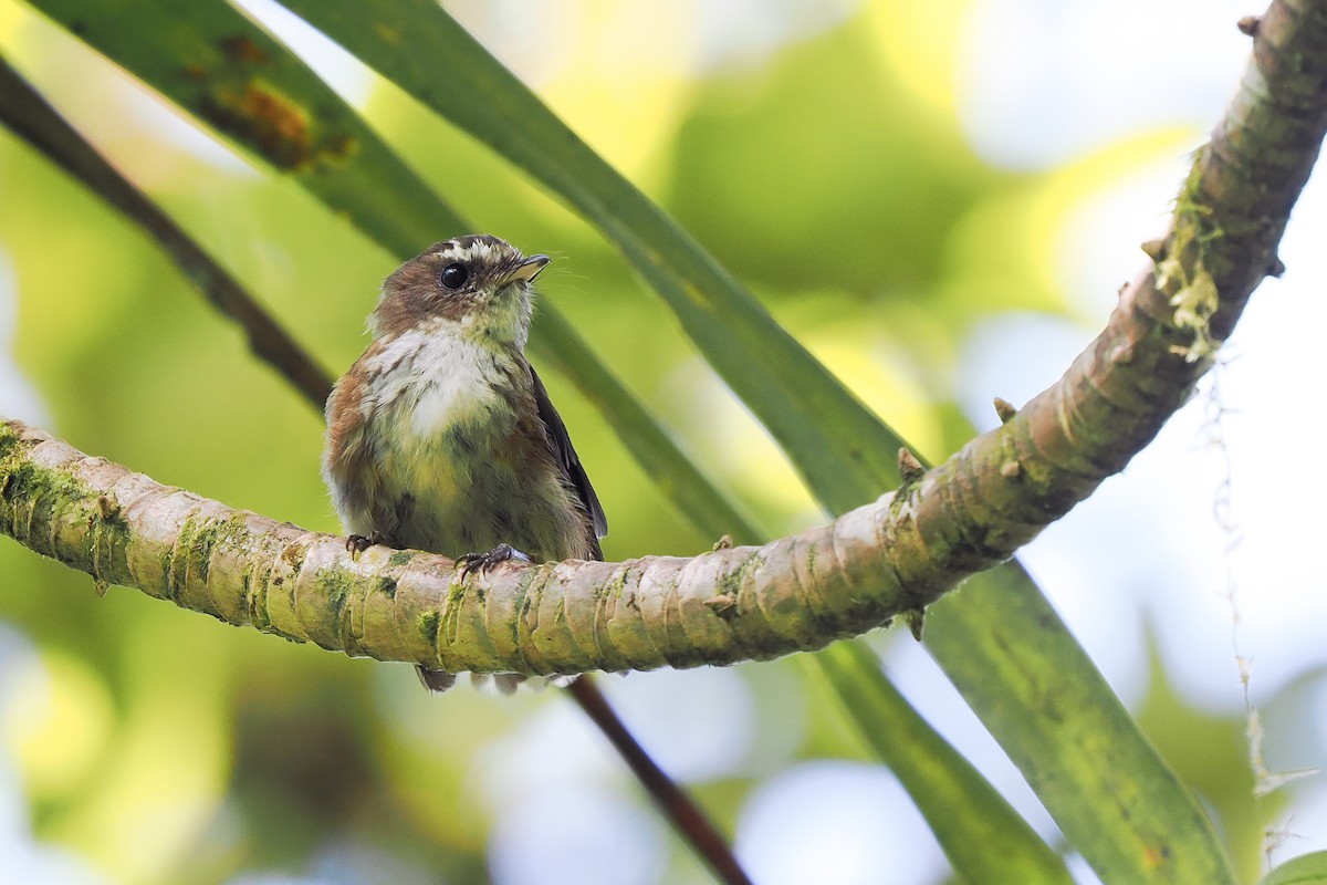 Fiji Streaked Fantail (Taveuni) - ML629583549