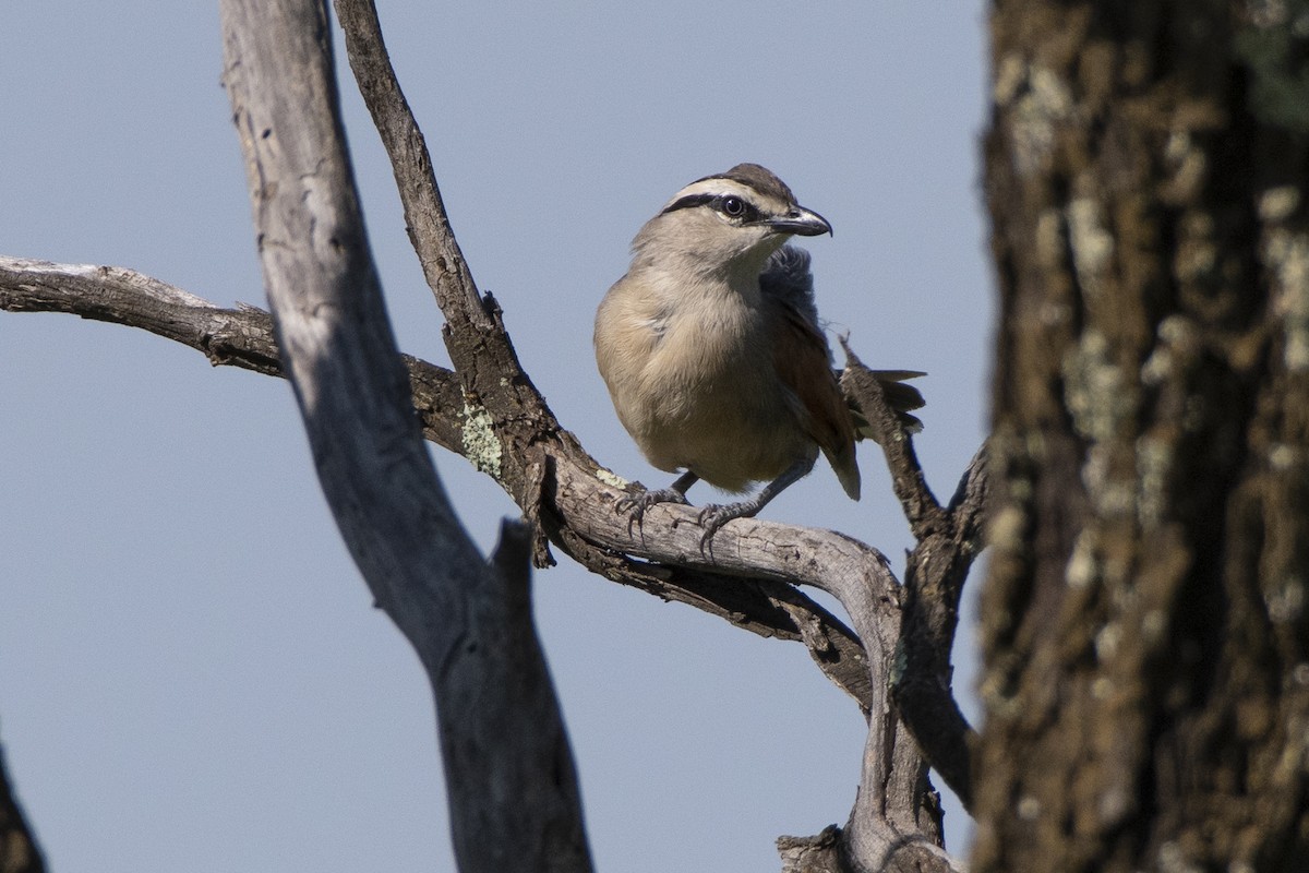 Brown-crowned Tchagra - ML629583632