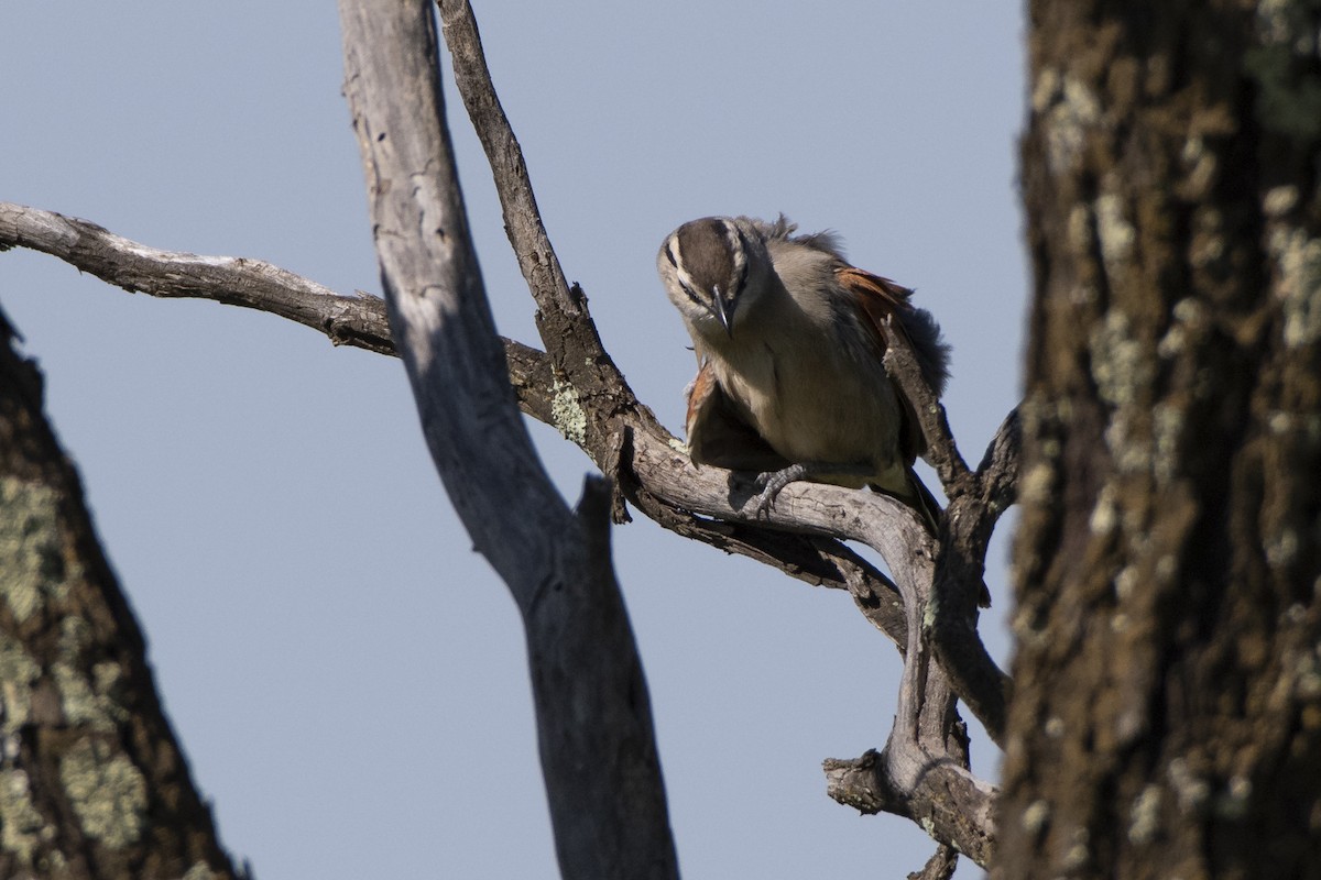 Brown-crowned Tchagra - ML629583633
