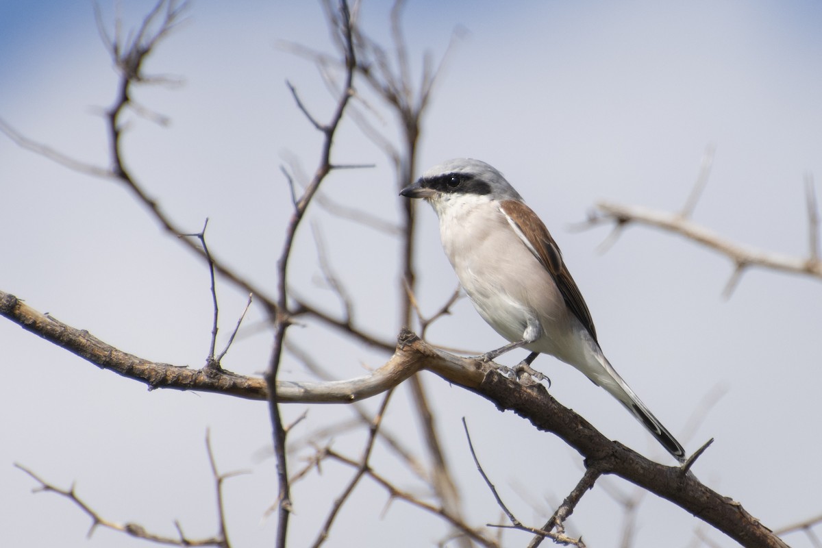 Red-backed Shrike - ML629583640