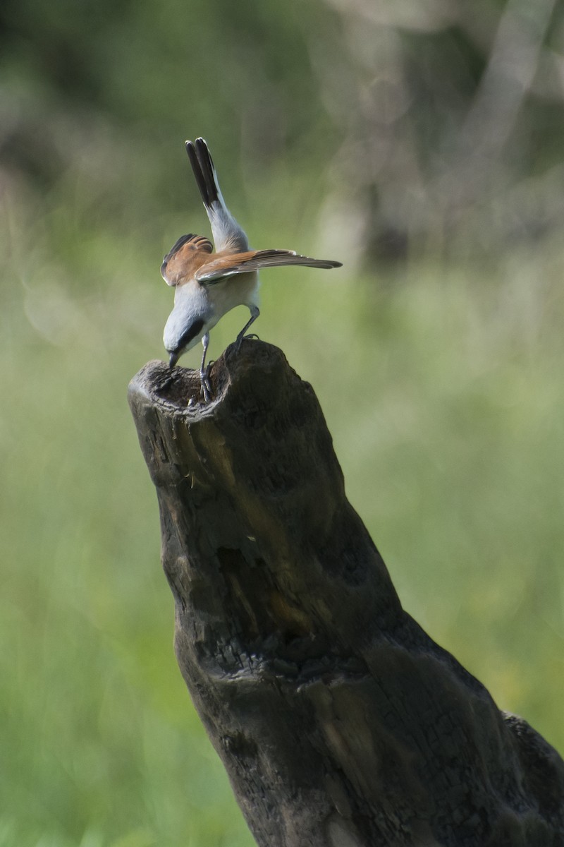 Red-backed Shrike - ML629583641