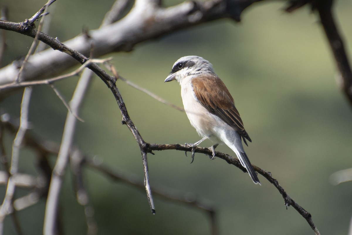 Red-backed Shrike - ML629583642