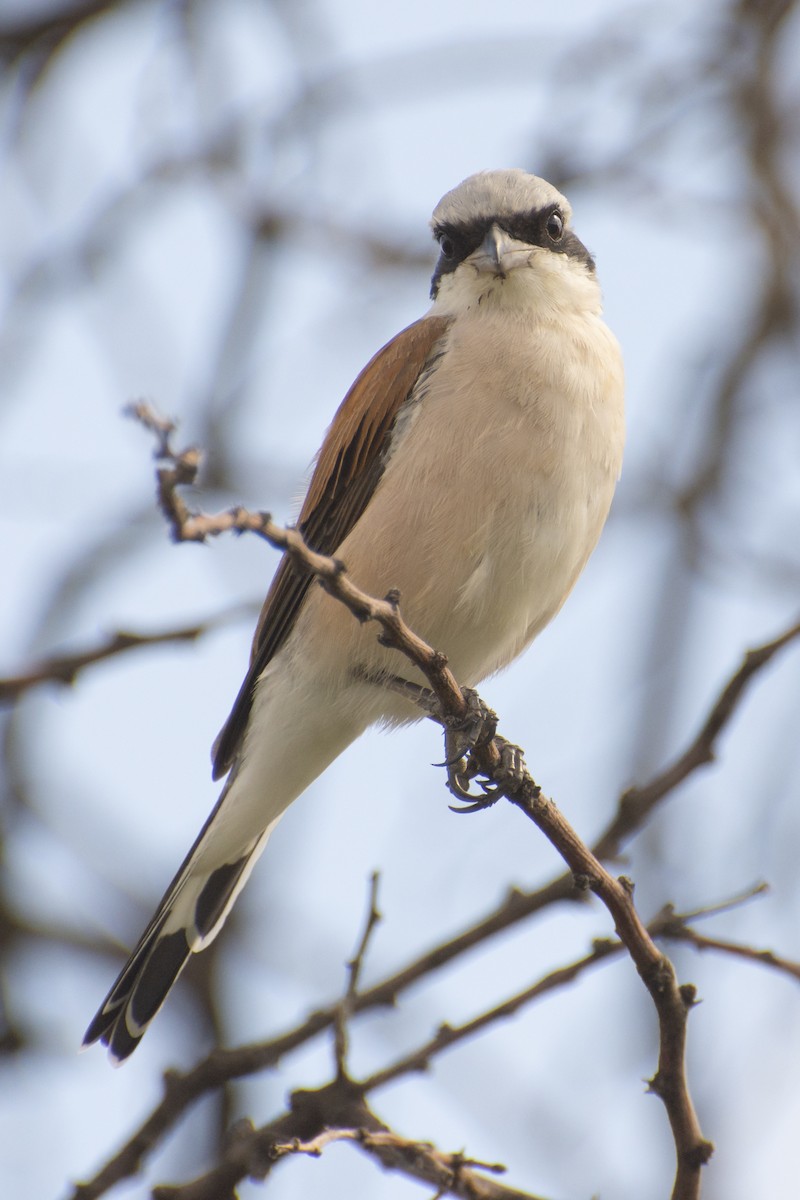 Red-backed Shrike - ML629583643