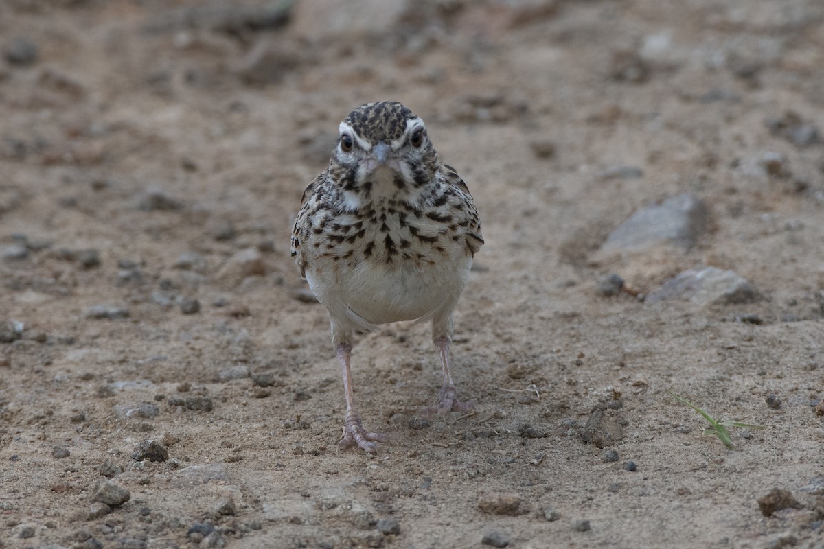 Sabota Lark - ML629583644