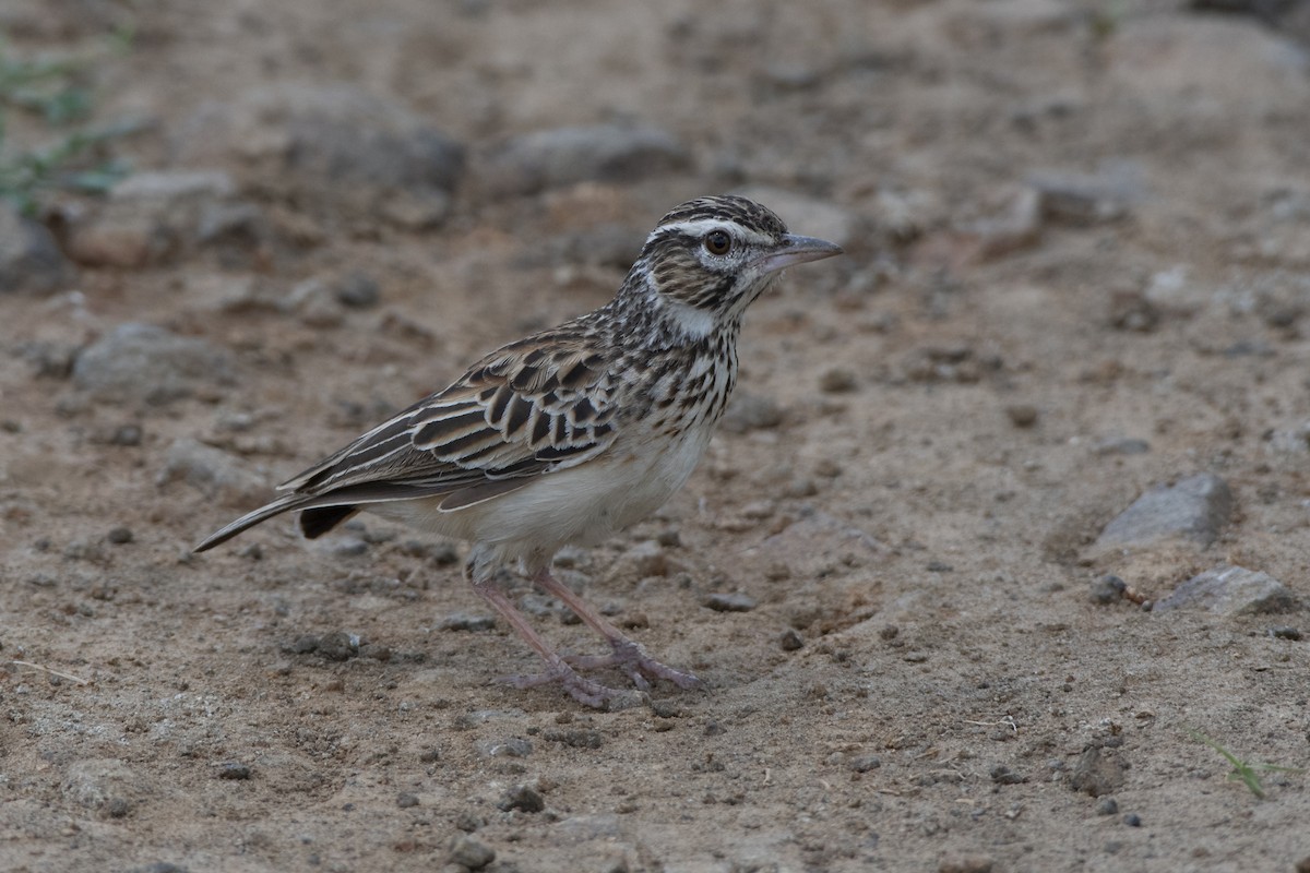 Sabota Lark - ML629583645