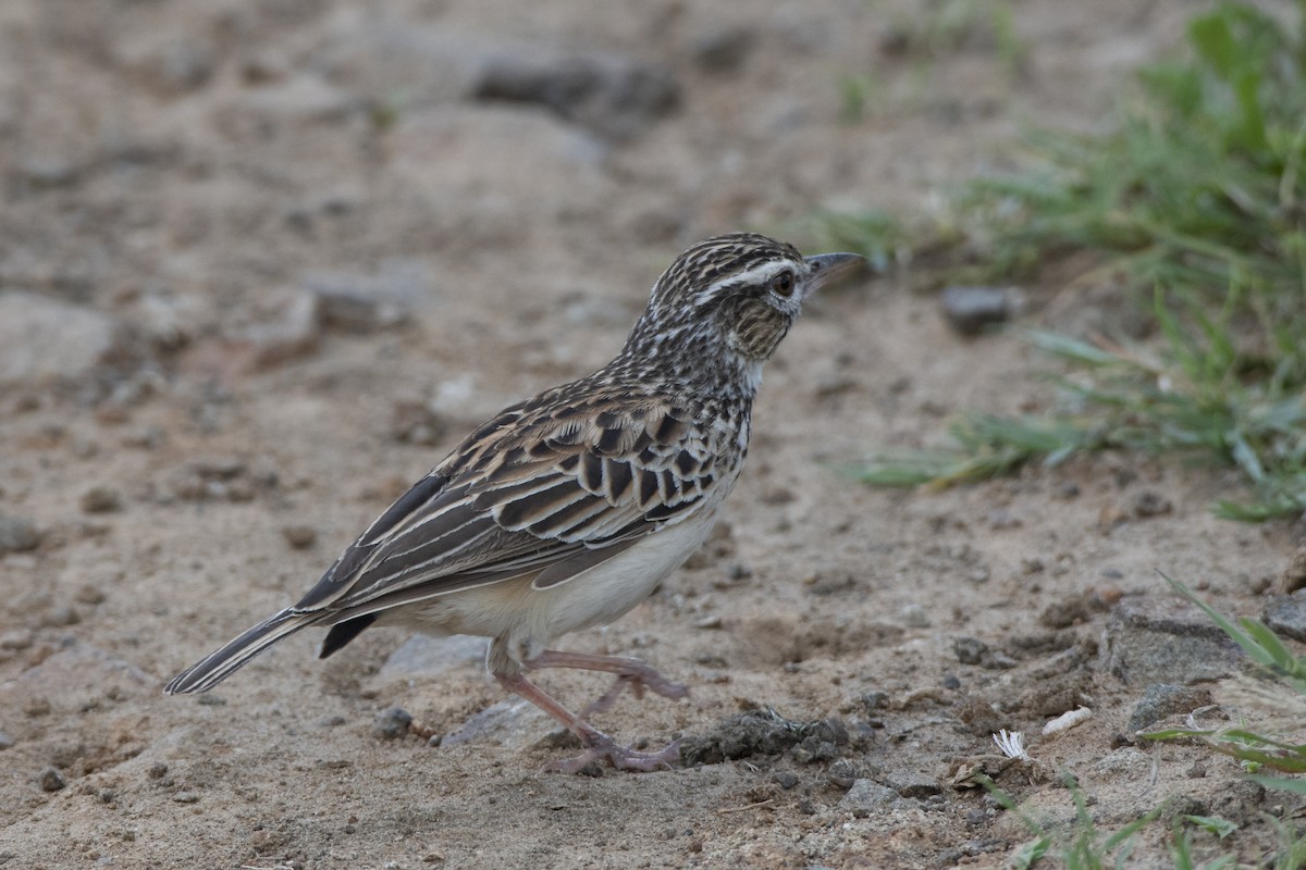 Sabota Lark - ML629583646
