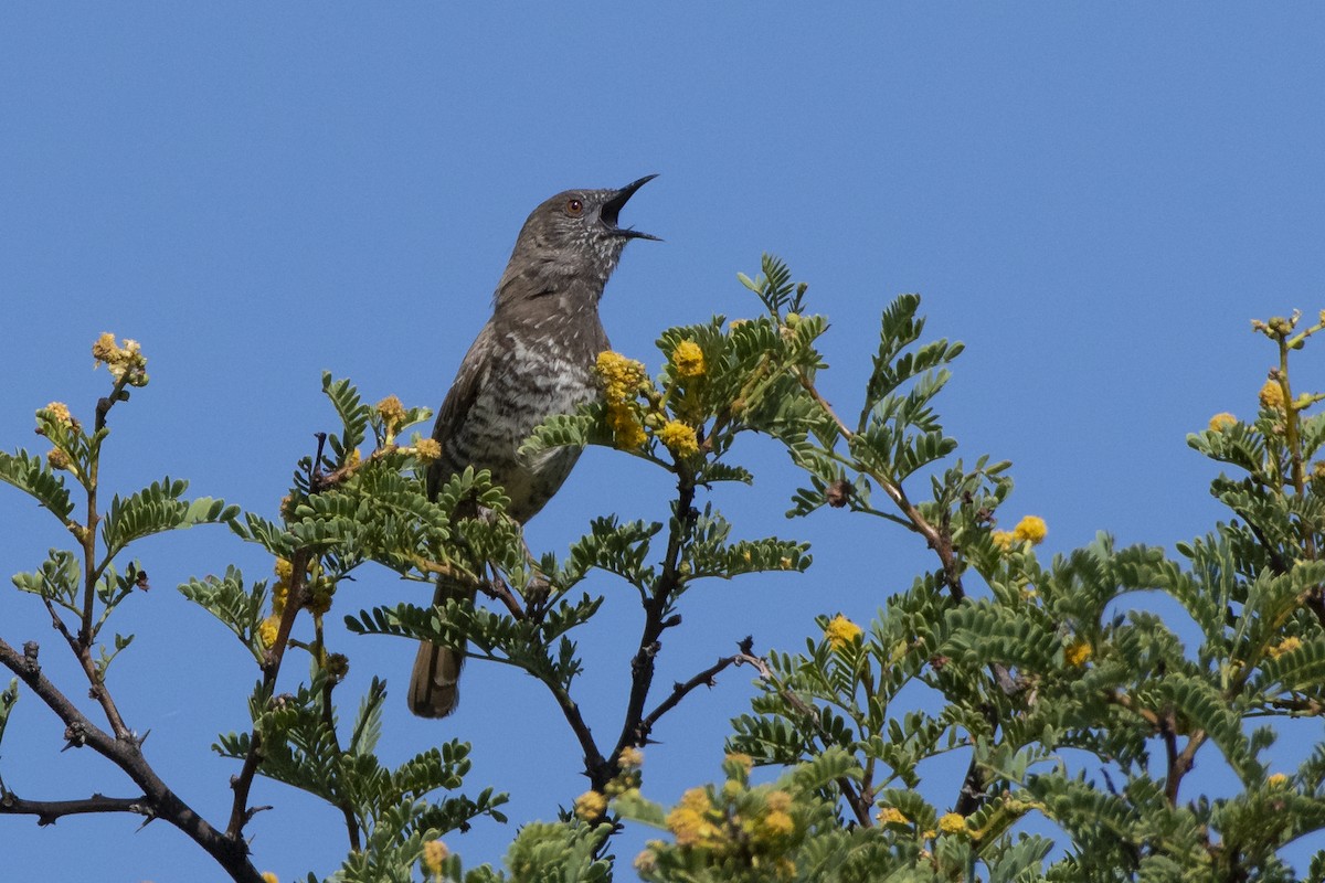 Barred Wren-Warbler - ML629583655
