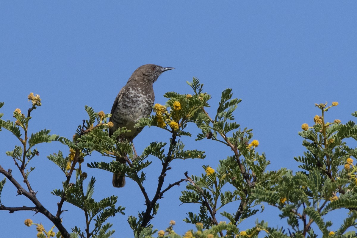 Barred Wren-Warbler - ML629583656