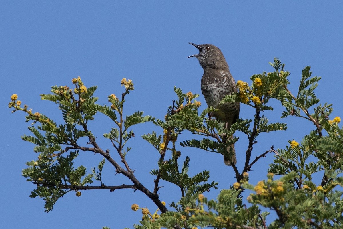 Barred Wren-Warbler - ML629583657