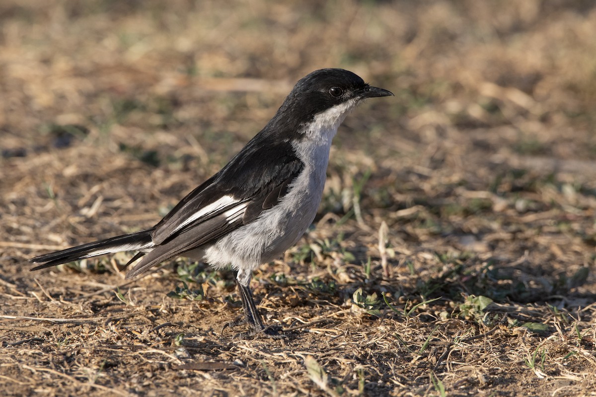 Fiscal Flycatcher - ML629583661