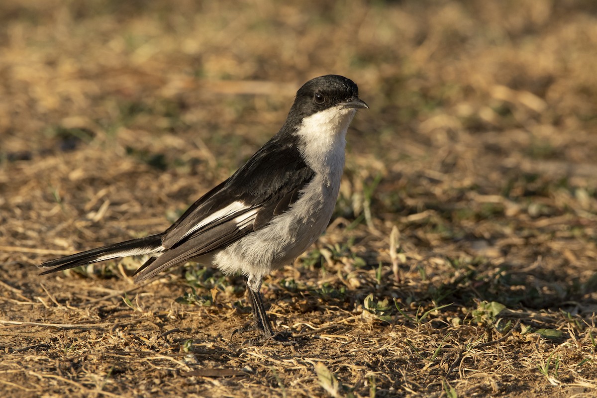 Fiscal Flycatcher - ML629583662