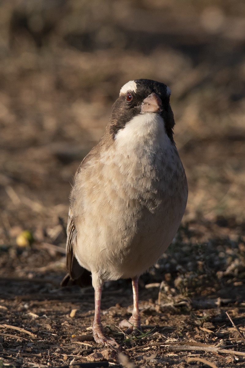White-browed Sparrow-Weaver - ML629583665