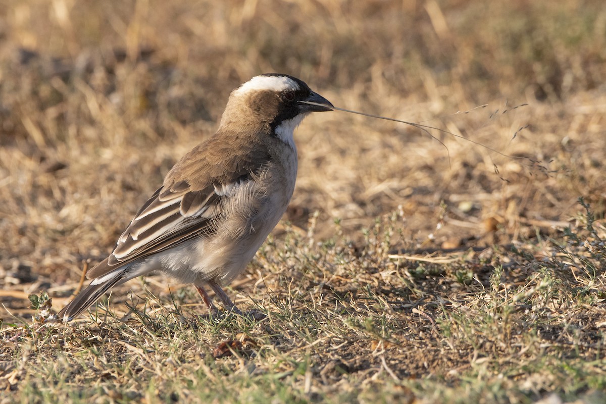 White-browed Sparrow-Weaver - ML629583666