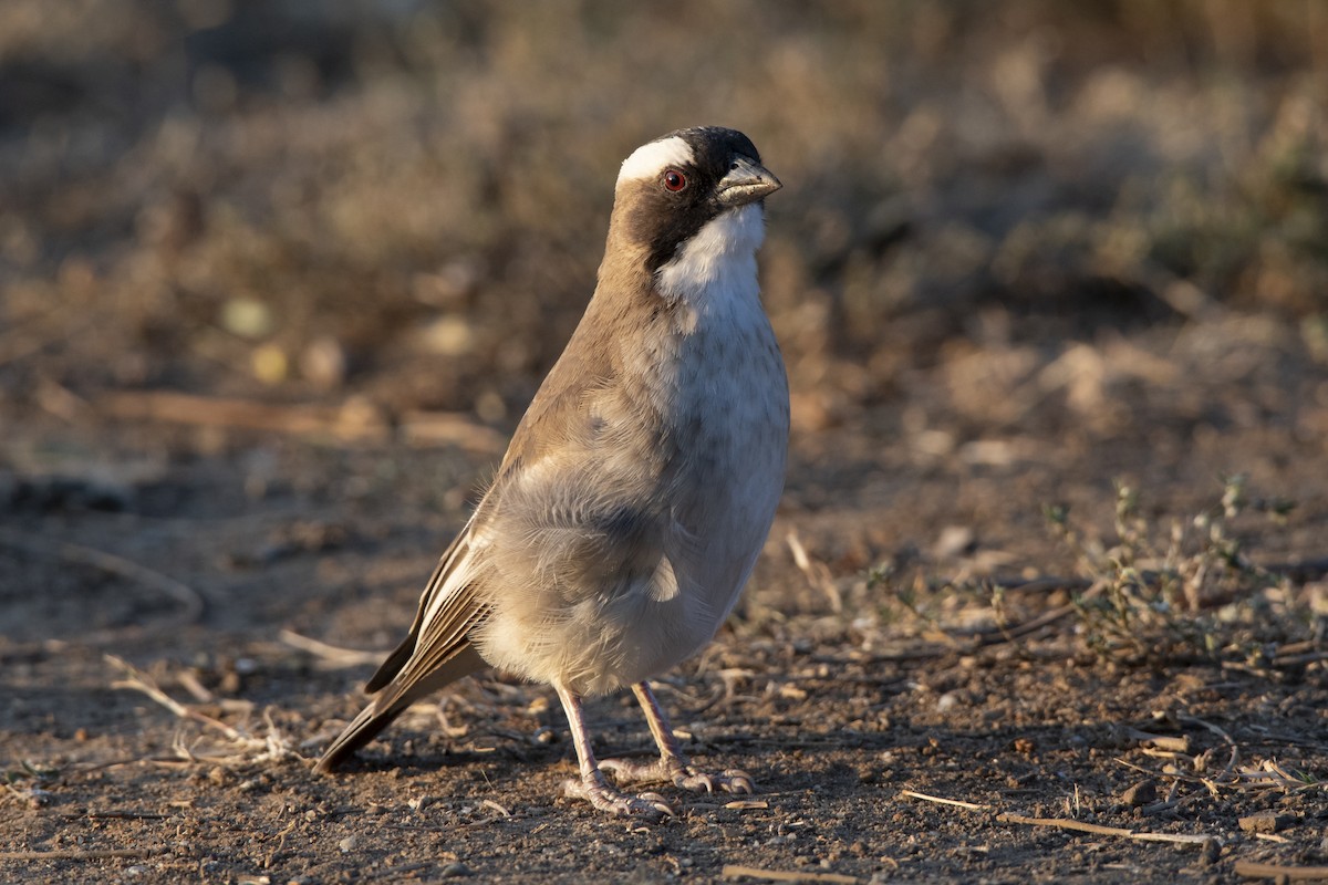 White-browed Sparrow-Weaver - ML629583667