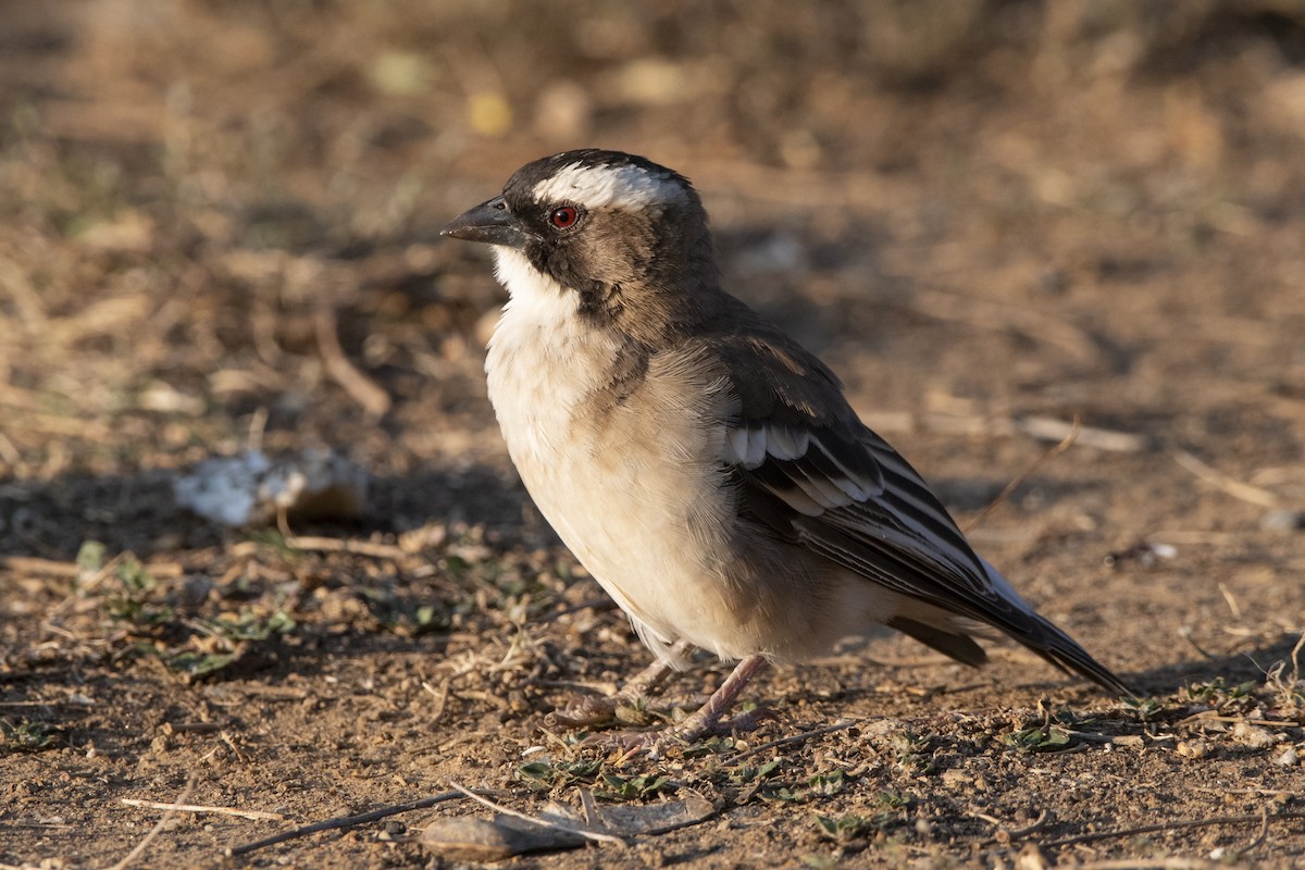 White-browed Sparrow-Weaver - ML629583668